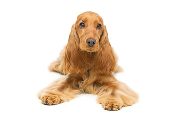 Image showing Beautiful English Cocker Spaniel