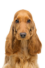 Image showing Beautiful young cocker spaniel