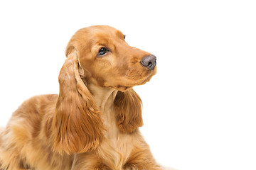 Image showing Beautiful young cocker spaniel