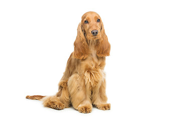 Image showing Beautiful English Cocker Spaniel