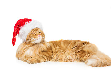 Image showing Big ginger cat in christmas hat