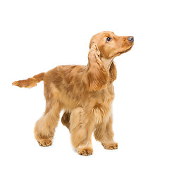 Image showing Beautiful English Cocker Spaniel