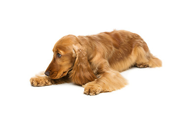 Image showing Beautiful English Cocker Spaniel