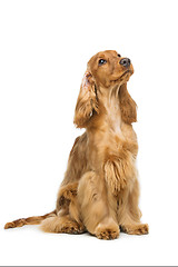 Image showing Beautiful English Cocker Spaniel