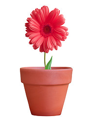 Image showing flower in pot isolated 