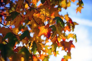 Image showing Colorful autumn leaves