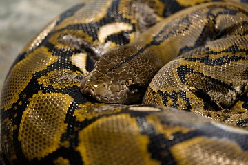 Image showing Large python sleeping