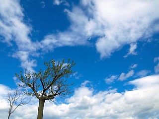 Image showing Lonely trees