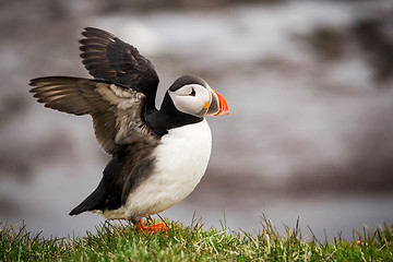 Image showing Atlantic Puffin