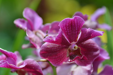 Image showing Beautiful purple orchid, phalaenopsis.