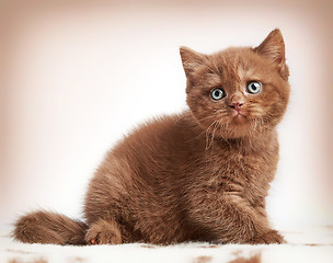 Image showing brown british short hair kitten