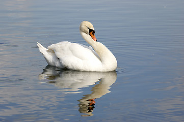 Image showing Swan