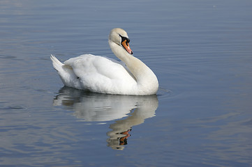 Image showing Swan