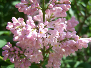 Image showing Pink lilac