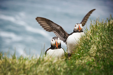 Image showing Atlantic Puffins