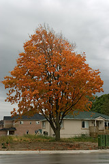 Image showing nature autumn tree