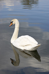 Image showing Swan