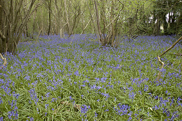 Image showing Bluebell  woods