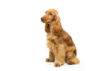 Image showing Beautiful English Cocker Spaniel