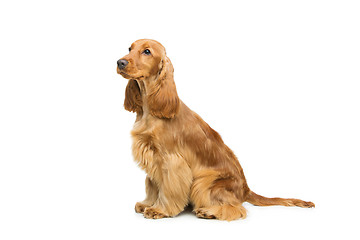 Image showing Beautiful English Cocker Spaniel