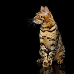 Image showing Beautiful bengal cat