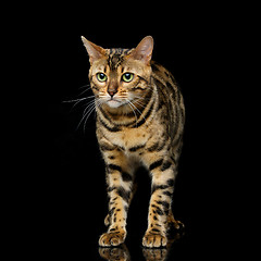 Image showing Beautiful bengal cat