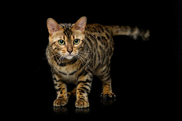 Image showing Beautiful bengal cat