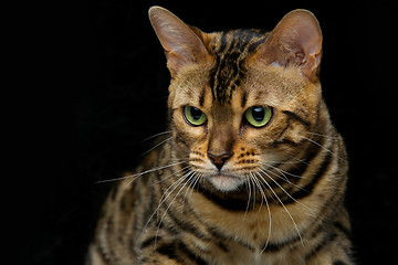 Image showing Beautiful bengal cat