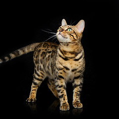 Image showing Beautiful bengal cat