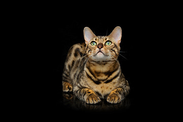 Image showing Beautiful bengal cat