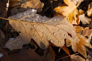 Image showing Fallen frosty leaves