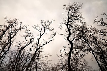 Image showing Bare tree branches