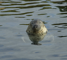 Image showing Seal