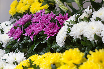 Image showing white and yellow chrysanthemums