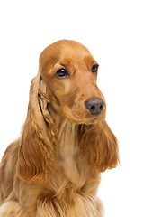 Image showing Beautiful young cocker spaniel