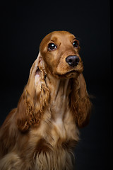 Image showing Beautiful young cocker spaniel