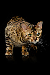 Image showing Beautiful bengal cat