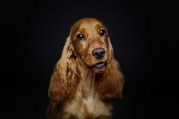 Image showing Beautiful young cocker spaniel