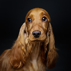 Image showing Beautiful young cocker spaniel