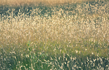 Image showing Autumn gold field