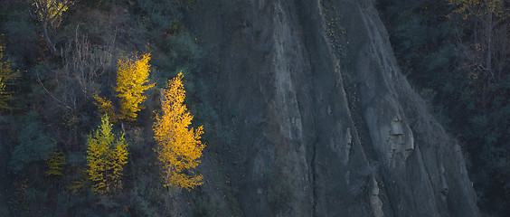 Image showing Colorful autumn  forest with birch 