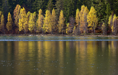 Image showing Autumn  with the yellow foliage, reflected in Lake 