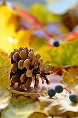 Image showing Autumn yellow leaves and pine cone