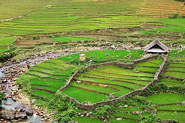 Image showing Rice field terraces