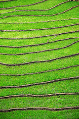 Image showing Rice field terraces. Near Sapa, Mui Ne