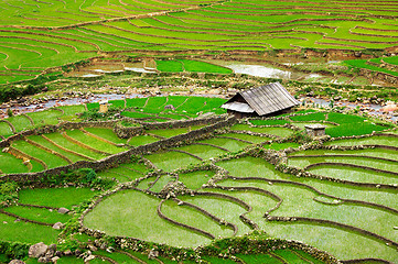 Image showing Rice field terraces