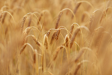 Image showing cereal field with spikelets of ripe rye or wheat