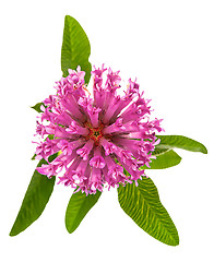 Image showing On top clover flower with green leaves