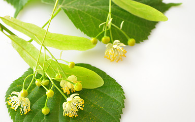Image showing linden flowers on a white background