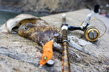 Image showing cuttlefish animal marine life fishing with a color lure